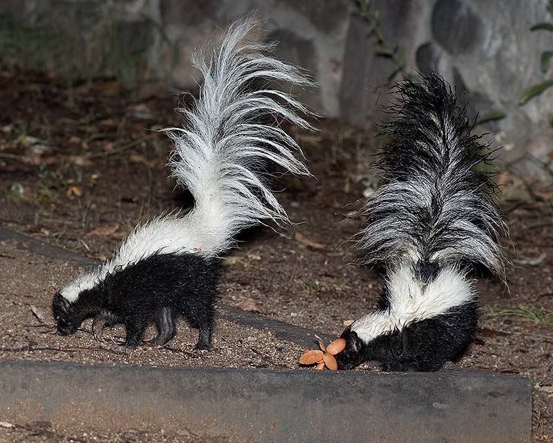 Big Skunk: Chartreuse w/black stripe & chartreuse tail - Nothead