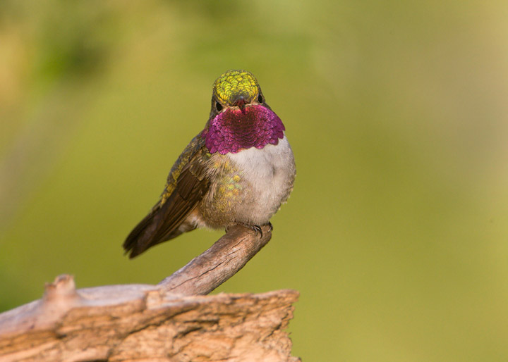 broad-tailed hummingbird