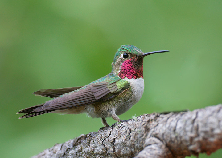 broad-tailed hummingbird