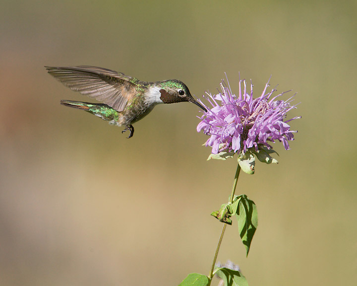 broad-tailed hummingbird