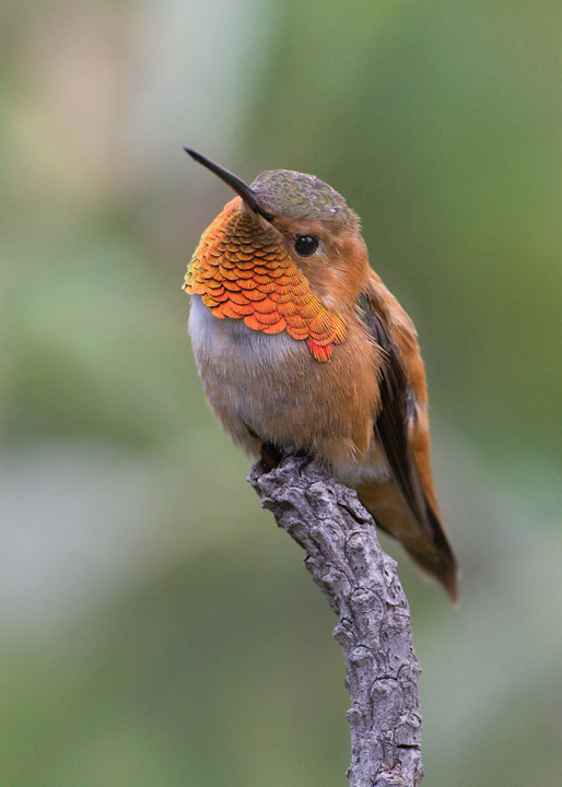 Rufous Hummingbird