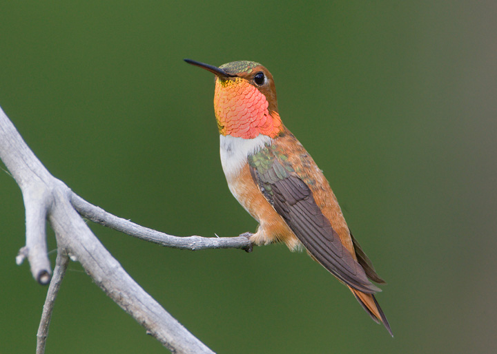 Rufous Hummingbird