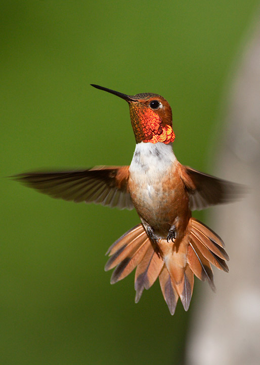 Rufous Hummingbird