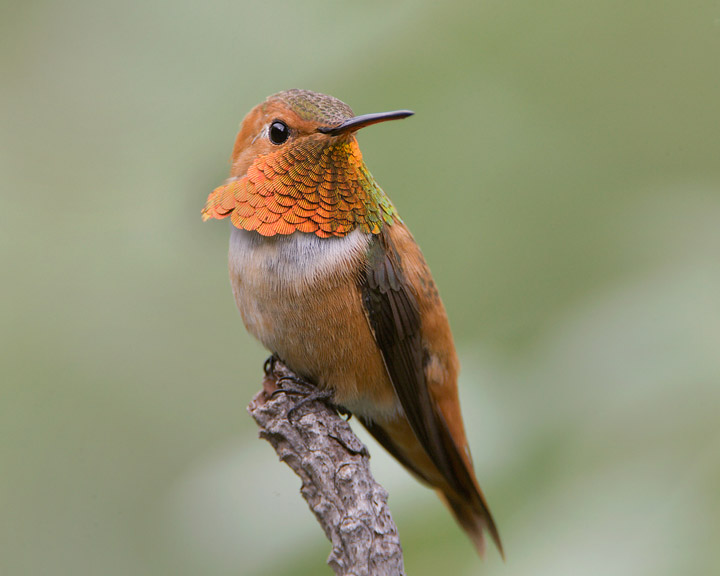 Rufous Hummingbird