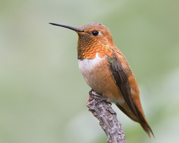 Rufous Hummingbird