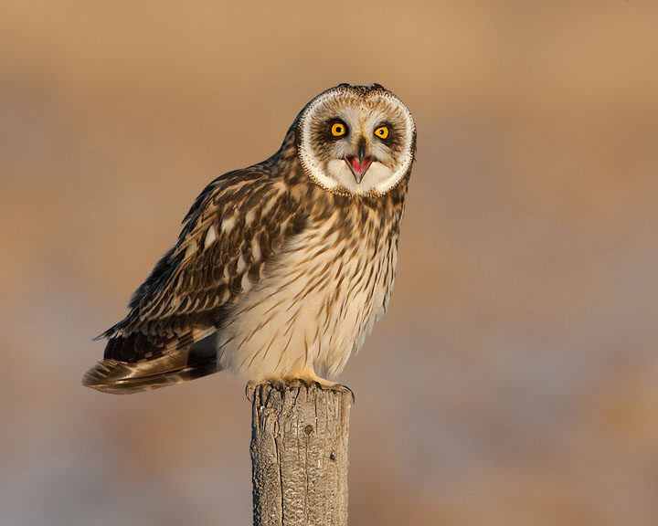 short-eared owl