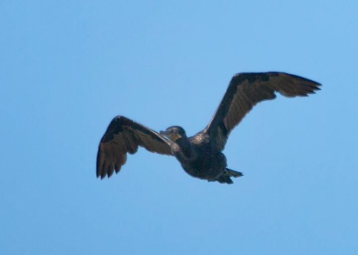 Neotropic Cormorant