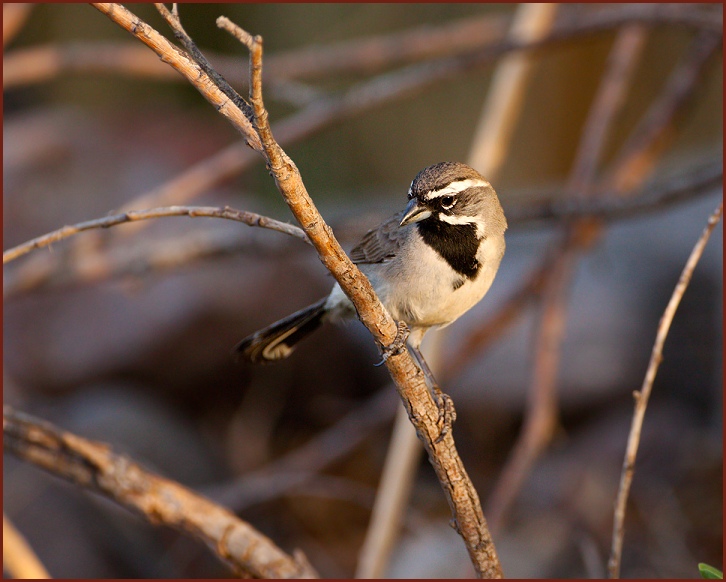 black-throated sparrow