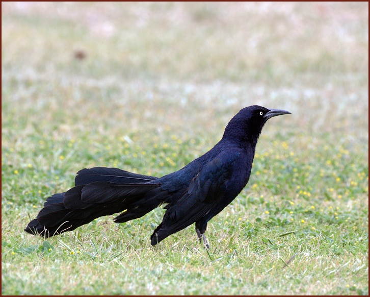 great-tailed grackle