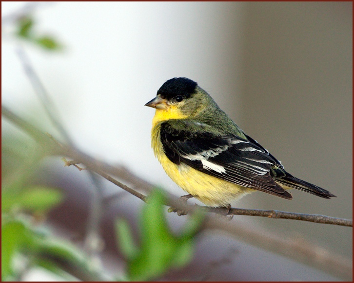 lesser goldfinch