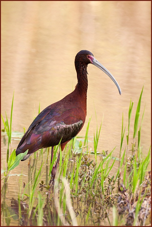 white-face ibis