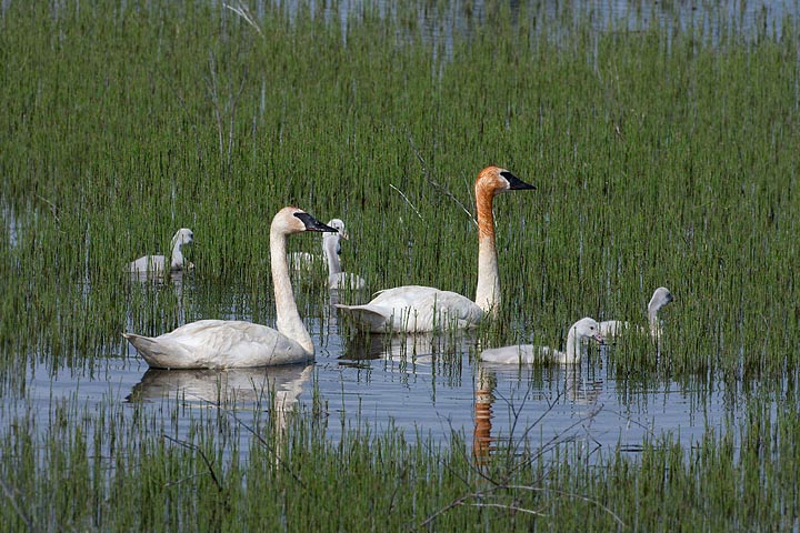 trumpeter swans