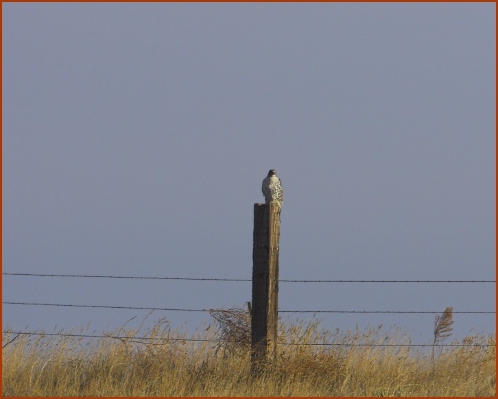 gyrfalcon