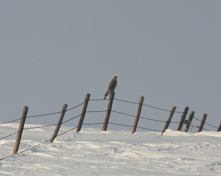 gyrfalcon