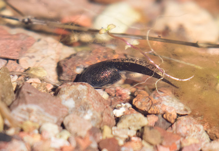 Red-spotted Toad tadpole