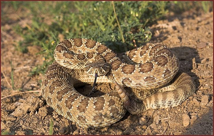 prairie rattlesnake