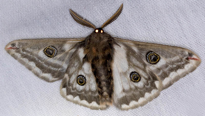 Mexican Agapema Moth