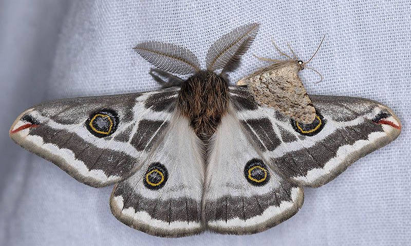 Mexican Agapema Moth