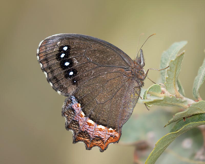 Red-bordered Satyr