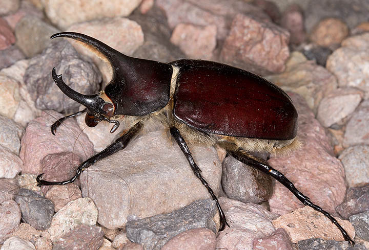 Western Hercules Beetle