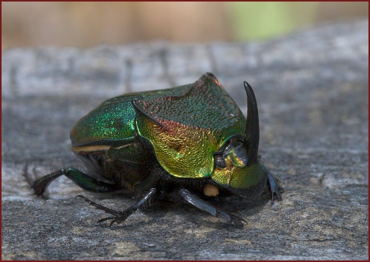 Phaneus vindex, Jeweled Dung Beetle, Scarab