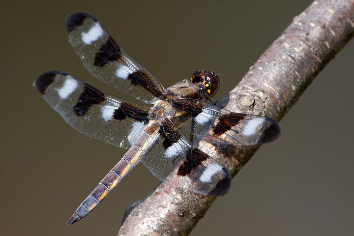 Twelve-spotted Skimmer, Libellula pulchella
