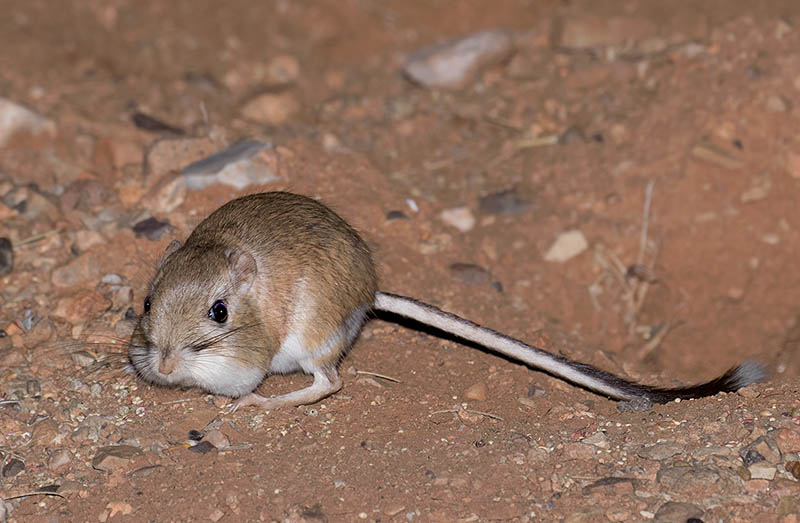 Banner-tailed Kangaroo Rat
