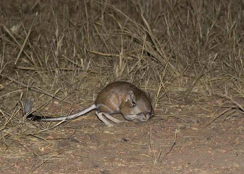 Banner-tailed Kangaroo Rat