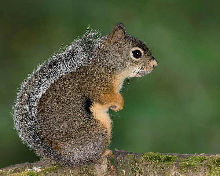 Douglas's Squirrel
