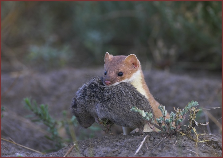 long-tailed weasel