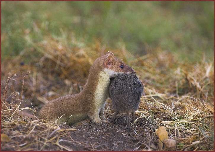 long-tailed weasel with vole