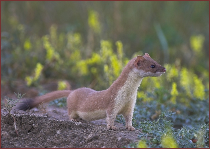 long tailed weasel