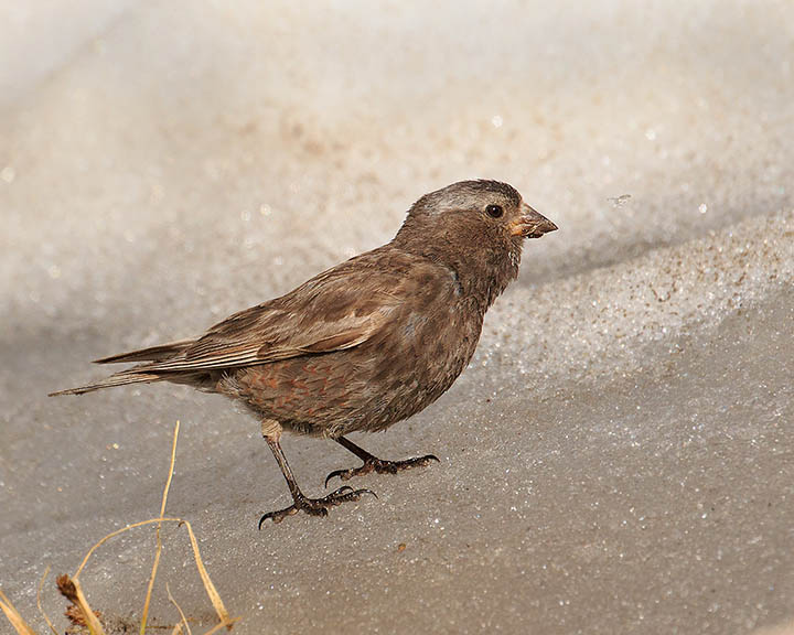 Black Rosy-Finch