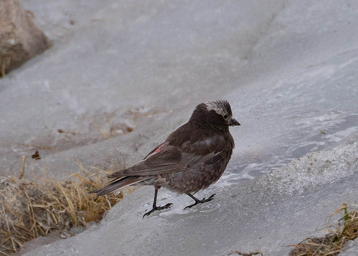 Black Rosy-Finch