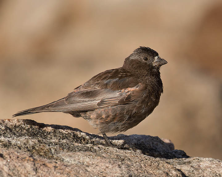 Black Rosy-Finch