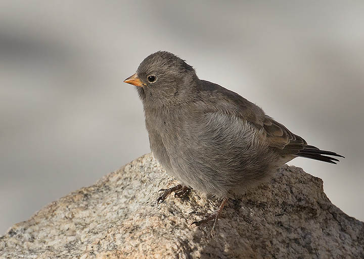 Black Rosy-Finch