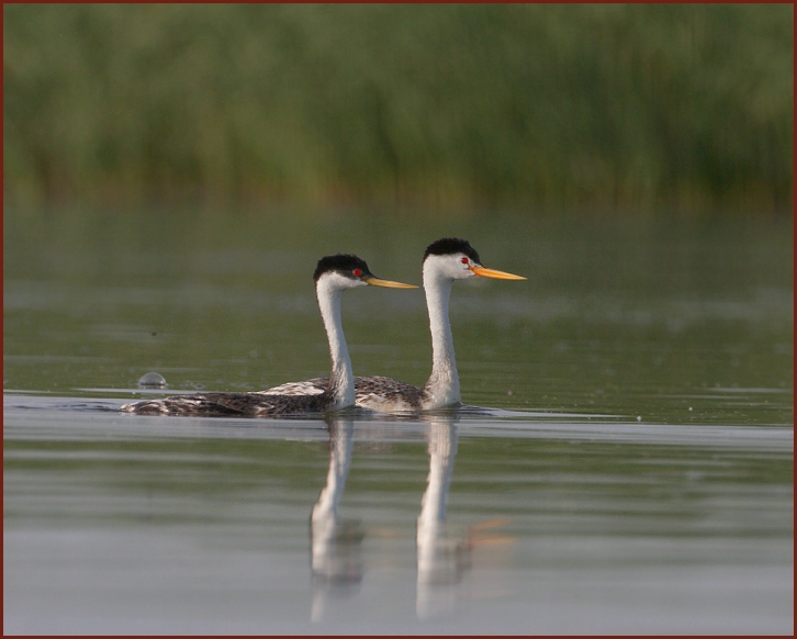 Clark's and Western Grebe