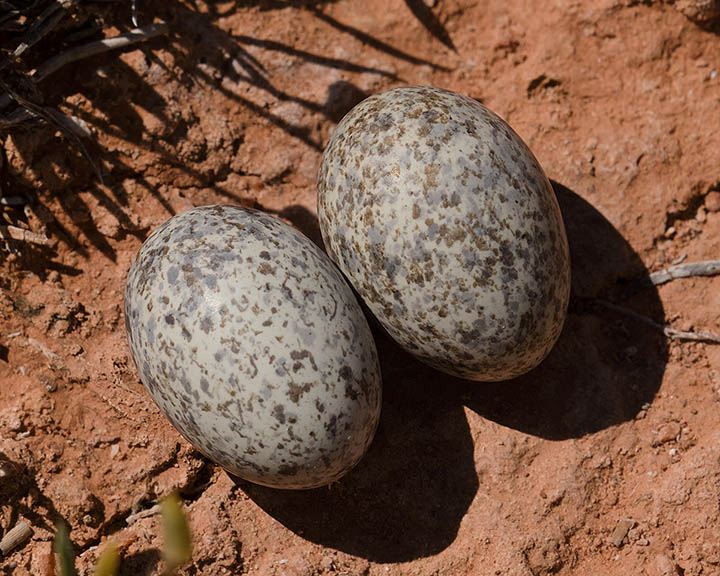 Common Nighthawk Eggs