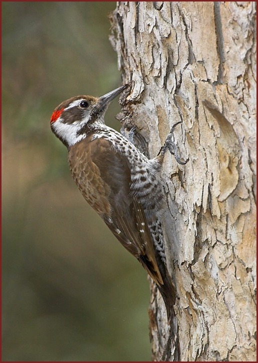 Arizona Woodpecker (Strickland's Woodpecker)