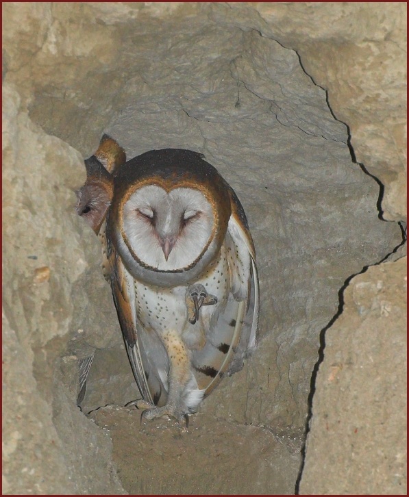 barn owl