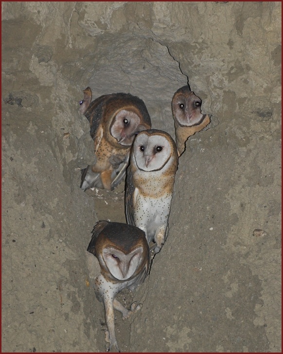 barn owls