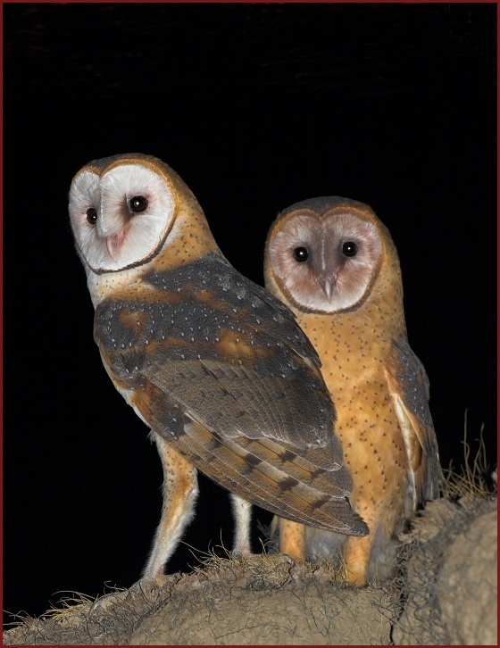 barn owl