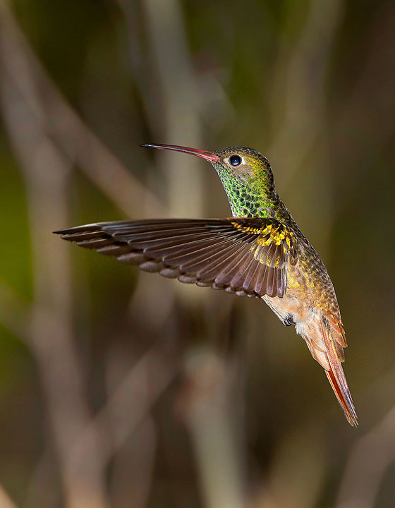 buff-bellied hummingbird