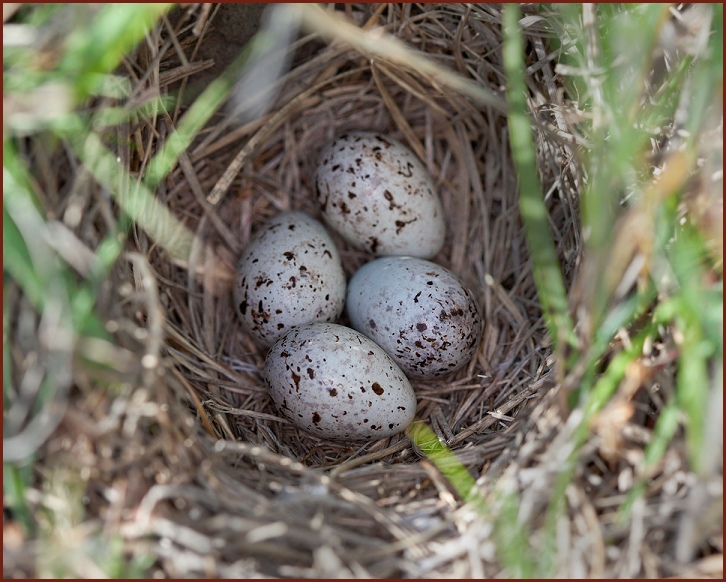 chestnut-collared longspur nest