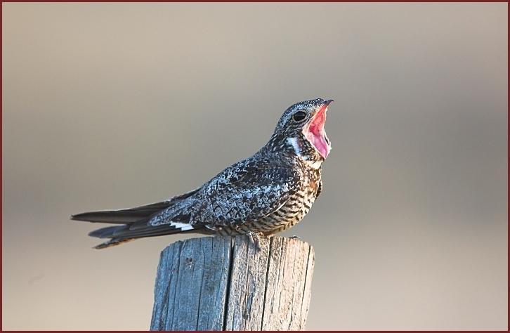 common nighthawk