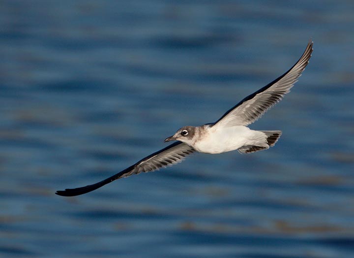 Franklin's Gull