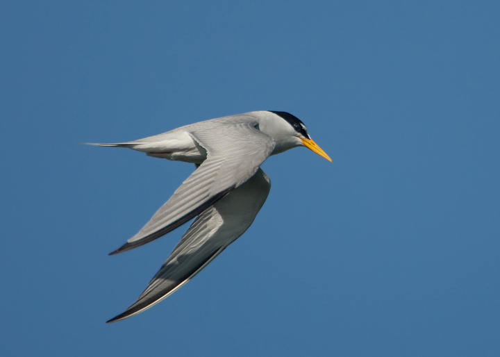 Least Tern