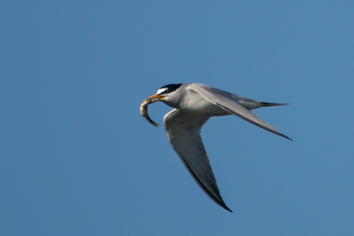 Least Tern