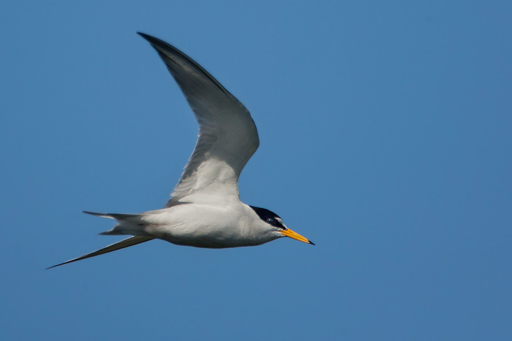 Least Tern