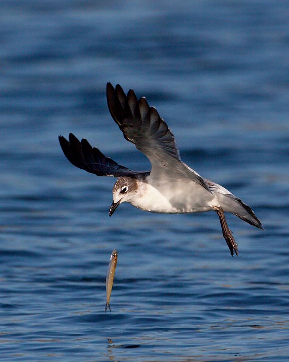 Franklin's Gull